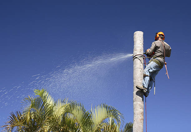 Best Seasonal Cleanup (Spring/Fall)  in Natalbany, LA