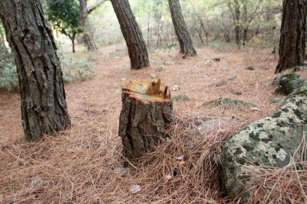 How Our Tree Care Process Works  in  Natalbany, LA